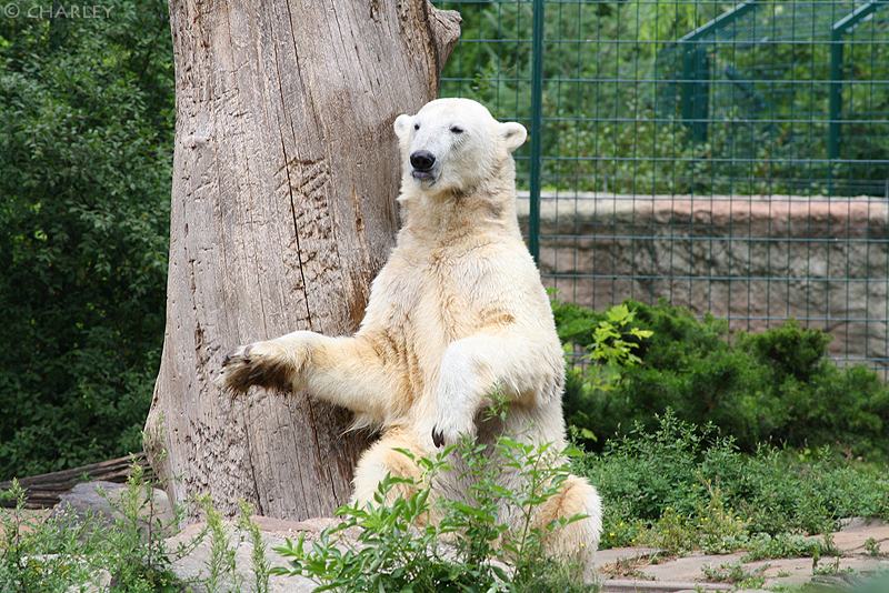 knut-zoo-berlin (26).jpg
